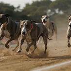 bet on greyhound racing